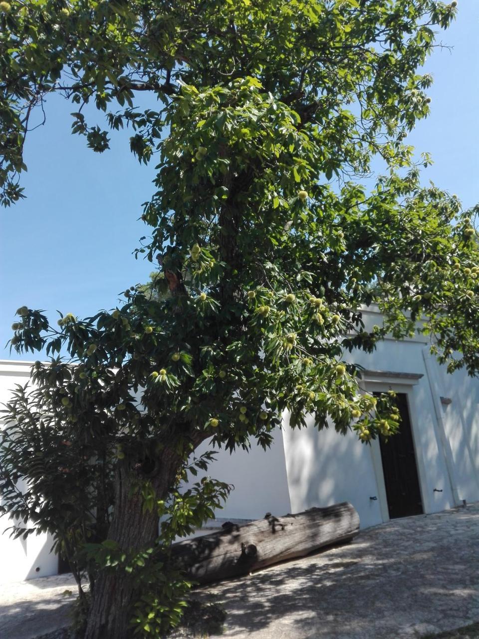 B&B Villa Rosanna Fasano Exterior photo